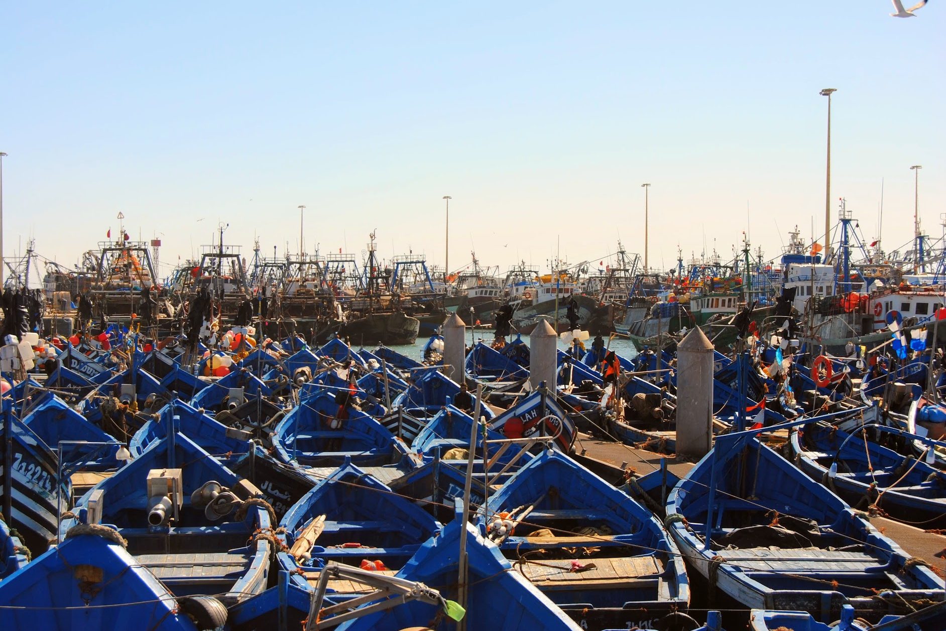 A harbor full of blue boats