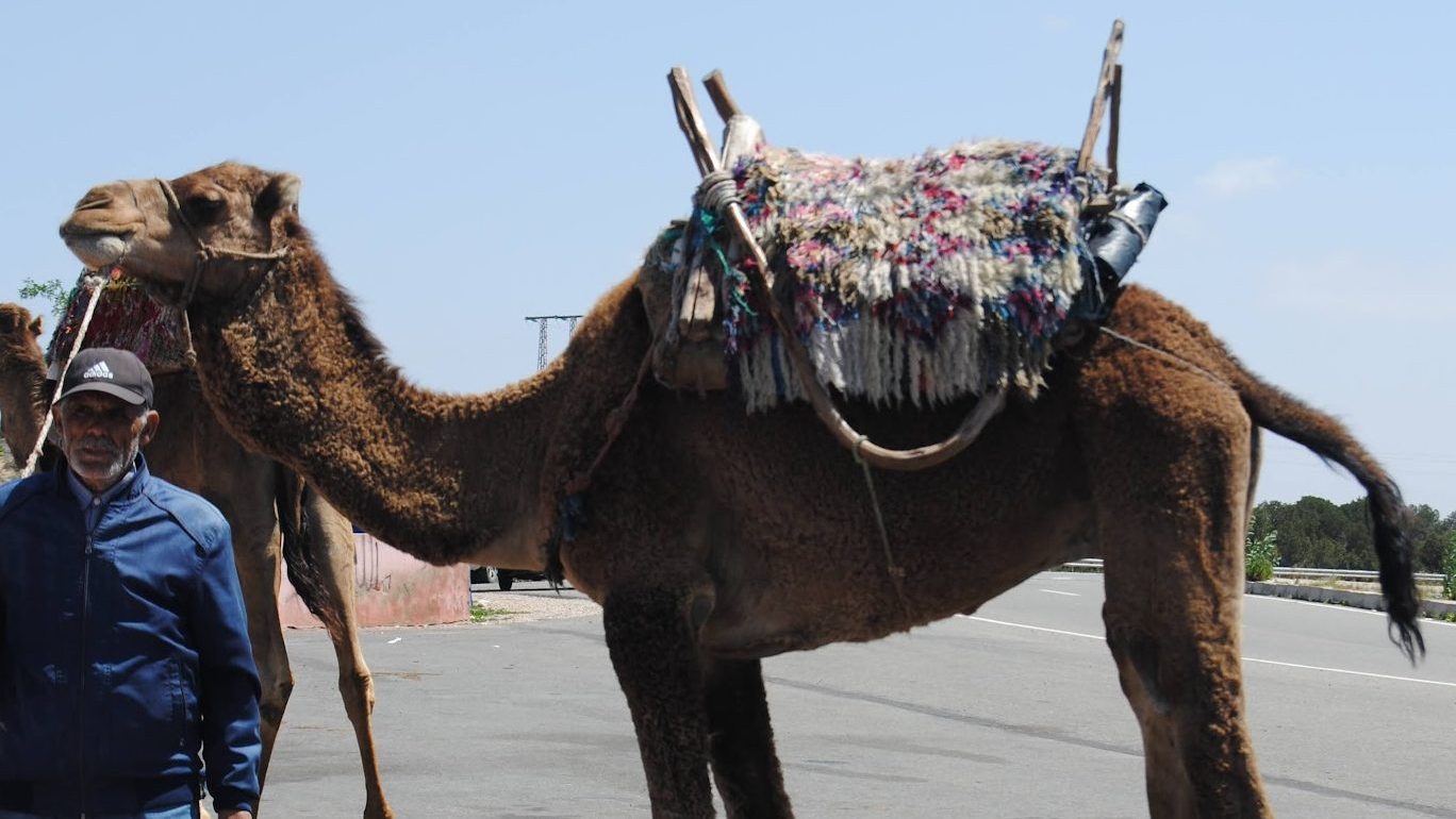 A man stands in front of a camel wearing a harness