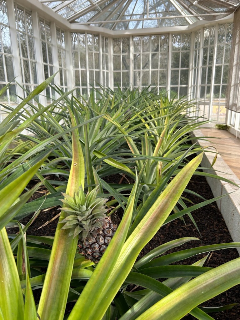 Baby pineapple trees in a greenhouse