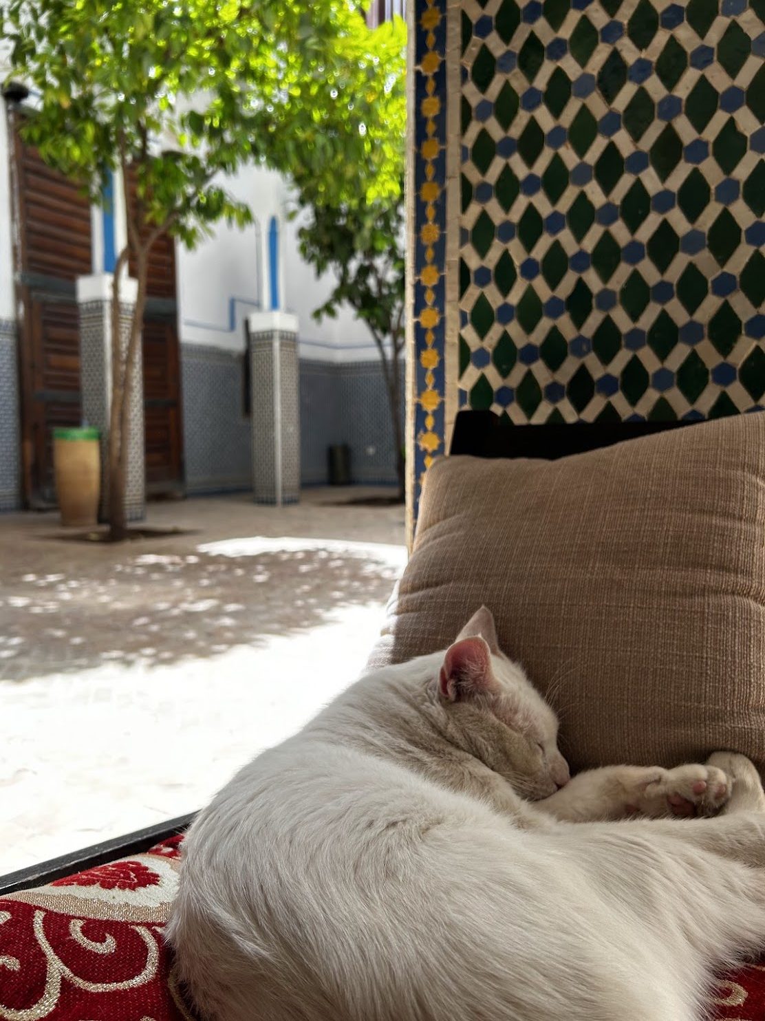 A white cat sleeping in a red decorative chair